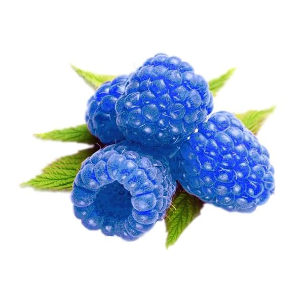 BLUE RASPBERRY Edible LIP SCRUB  Yummy Taste + Soft Lips  Moisturize + Exfoliate  Handcrafted in Small Batches USA