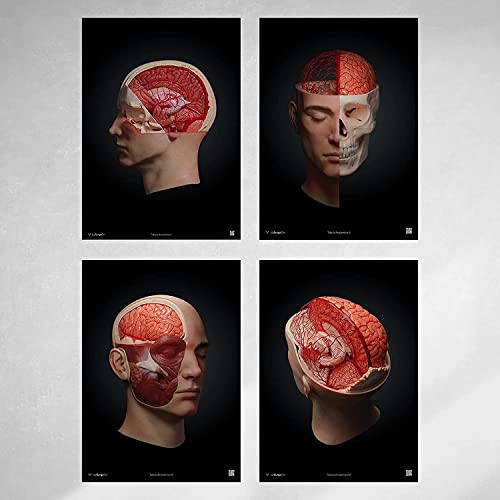 Modèles 3D cerveau humain : 4 posters anatomiques interactifs en réalité augmentée