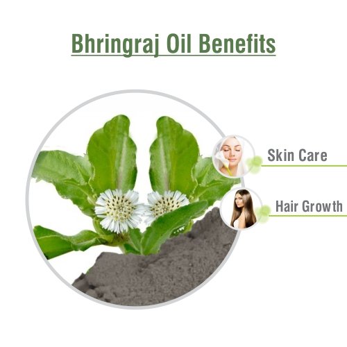 Salvia Bhringraj Oil Cosmetic Grade (100 ml / 3.38 fl oz) - Nourishing Natural Oil for Scalp & Hair Care DIY Formulations