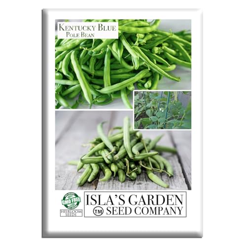 Kentucky Blue Pole Bean Seeds (Phaseolus vulgaris, Tender Climbing Variety)