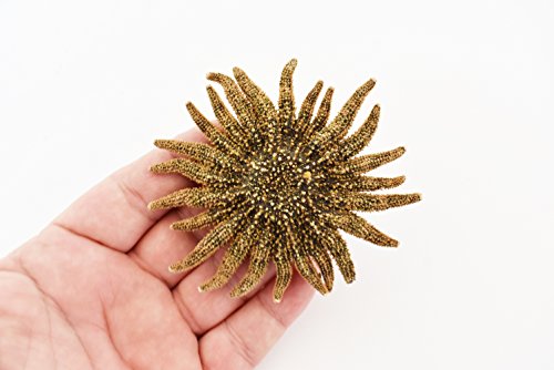 Estrella de mar natural multileg 4-6" tamaño artesanal miniatura 2