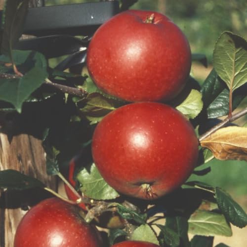 Apple Tree ‘Red Devil’ | Self-Fertile Dessert Apple | Bare Root Fruit Tree | Sweet Red Apples with Pink Juice | Easy to Grow & Disease Resistant - (M26) 12 Litre Pots x1 By Thompson & Morgan