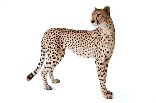 Photo Ark: 50 Postcards (The Photo Ark) - Image 12