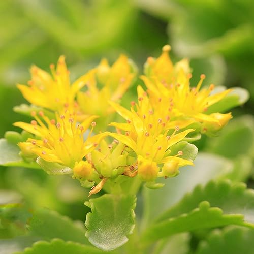 sedum resistentes - semillas suculentas exóticas resistentes cobertura del suelo interior jardín de rocas 300pcs