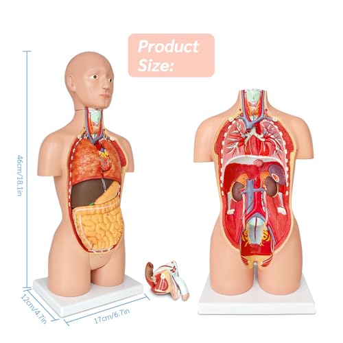 Image of JNMFTD Human Torso Anatomy Model 17 inch, 16 Part Dual-Sex Body Removable Model with Heart Brain Visceral Organ Muscular Layers Vessels Nerves Include Product Manual Card for Medical Scientific Education