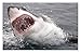 Dangerous Animals: The World's Most Deadly Creatures (Animals in Photographs)