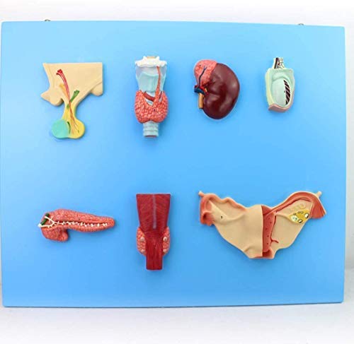 ERNZI Modelli di Materiale Educativo, Modello Educativo Modello Endocrino Organo Modello Digestive Sistema Pituitario Adrenale Umano