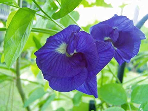 Aparajita-Clitoria Ternatea Blue Double Flower - 20 Fresh Seeds -Butterfly Pea-Neelkanta Flower Seeds (B0C5W1R2FJ) Amazon Price History, Amazon Price Tracker