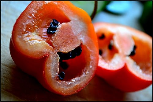 Rocoto Pepper AKA Red Manzano (30 Seeds) Can live for over 15 years- From Peru !