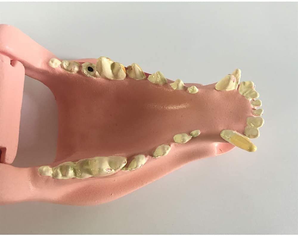 Model dentystyczny psa - przezroczysta anatomia zwierzęcia replika szczęki psa z powszechnymi patologiami do biura weterynaryjnego narzędzie edukacyjne
