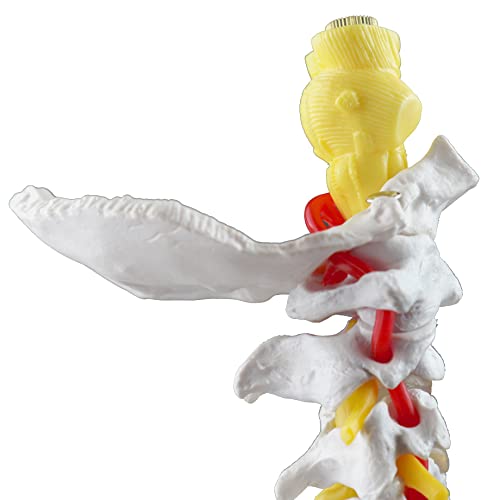 Image of Parco Scientific PB00052 Cervical Spine with Nerves & Arteries Life-Size, Articulated, 7 Cervical Vertebrae, Intervertebral Discs, Occipital Bone, Spinal Cord, Paired Spinal Nerves & Vertebra