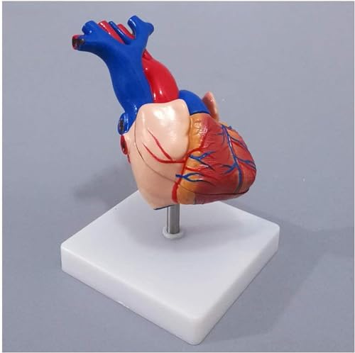Modelo de Estudio Modelo de corazón anatómico – Modelo anatómico Modelo de corazón – Modelo de corazón de anatomía científica Desmontable de 2 Partes – para Modelo de enseñanza de exhibición de estud