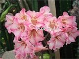 Solo semillas 3 PC/bolso rosa del desierto semillas, Semillas Adenium obesum pétalos dobles bonsai s Semillas 100% verdad de semillas en macetas para el jardín de su casa
