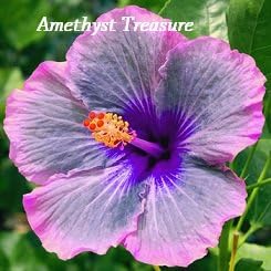 Amethyst Treasure Hibiscus, Hibiscus Seeds, 10 Seeds, Perennial Hibiscus, Hibiscus Flower