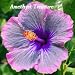Amethyst Treasure Hibiscus, Hibiscus Seeds, 10 Seeds, Perennial Hibiscus, Hibiscus Flower