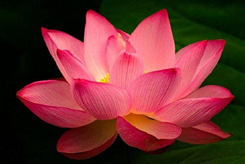 Creative Farmer Flower Seeds : Hydroponic Plants Aquatic Plants Lotus 15 Seeds- Plants Seeds For Home Garden [Home Garden Seeds Eco Pack] Plant Seeds (B078R9PYVB) Amazon Price History, Amazon Price Tracker