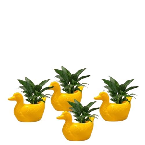 Botanic Bliss Yellow Duck Plastic Planter Pot | homedecor for Tabletop/Living Space/Home Garden | Pack of 4 /Plant/Flower/Succulent/Herbs | Yellow | Plastic Pot | Duck Shaped (B0D98JG96L) Amazon Price History, Amazon Price Tracker