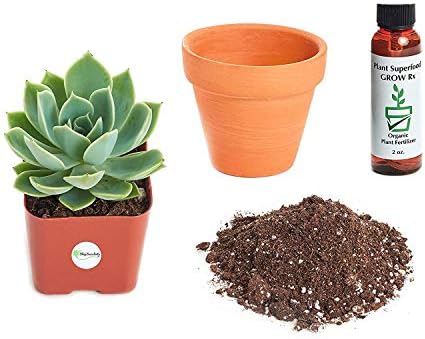 Shop Succulents Echeveria 'Blue Atoll' 2In Plant Kit