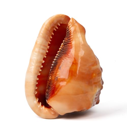 Große natürliche Muscheln, große Ozeanmuscheln, 15–16 cm, Jumbo-Muscheln, perfekt für Hochzeitsdekoration, Strand-Mottoparty, Heimdekorationen, Bastelarbeiten, Aquarium- und Muschelsammler (B-1PCS)