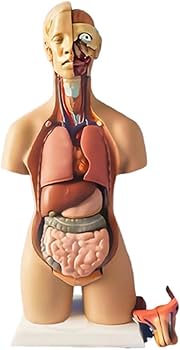 ゆー　美品！モーション解剖アトラス 上肢・体幹編 メジカルビュー社｜整形外科｜モーション解剖アトラス 上肢・体幹