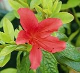 Blooming & Beautiful - Buccaneer Azalea - 3 gal - Low Growing Evergreen Shrub with...