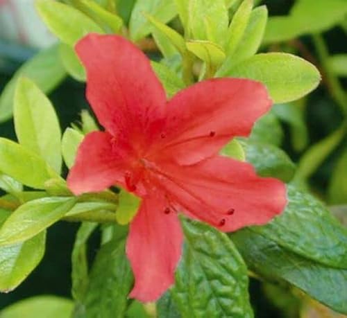 Buccaneer Azalea - 3 Gal - Low Growing Hardy Evergreen Shrub With Dark Green Foliage And Brick Red Flowers - Hardiness Zones 6-9 – Full Sun To Partial Sun - Rhododendron 'Buccaneer' – 3 Gallon Pot #TOP28