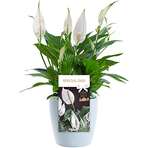 Special Dad Peace Lily - Father's Day Plant, Say Thank You with a Unique Living Plant Gift