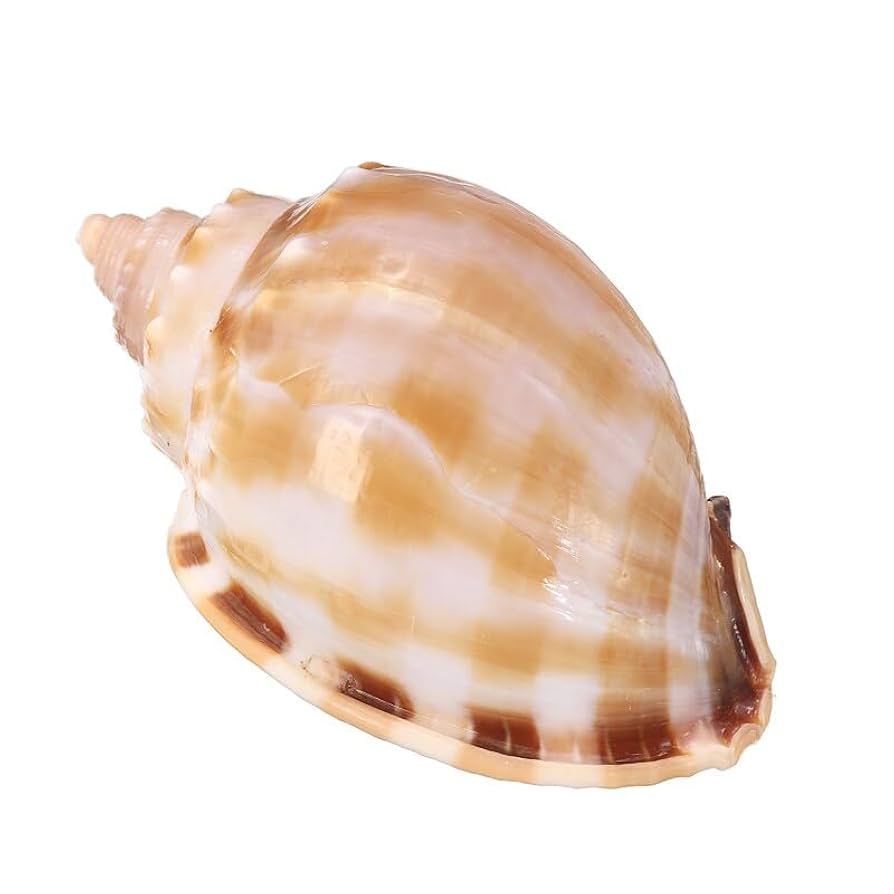 Amazon.co.jp: 7-8 センチメートル大型巻貝天然海貝巻貝水槽魚の