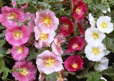 Alcea Mix Flower Seeds (Pack of 25 Seeds)