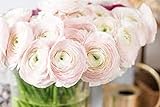 White Ranunculus Bulbs-20 Bulbs- Persian Buttercup Freshly-Lifted Perennial Indoor Outdoor Flower...