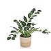 Produktbild hjh OFFICE Kunstpflanze ZAMIE Höhe 50 cm Grün Deko Zamioculcas Zimmerpflanze Glücksfeder künstlich, 871008