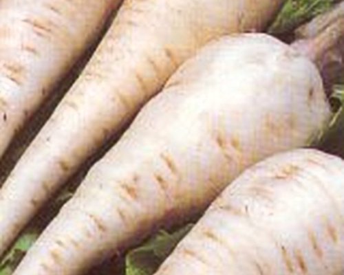 Parsnip Harris Model Great Heirloom Vegetable by Seed Kingdom Bulk 15,000 Seeds