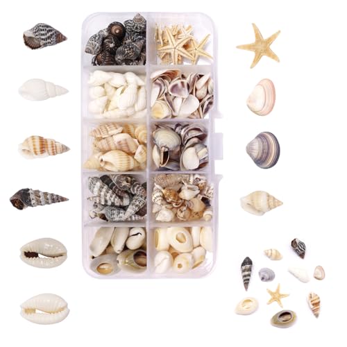210 Pack Shells for Crafting Natural Shell with Shells Sea Snails Starfish
