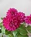 Kogana Fubuki Dahlia Flower Seeds 50 Stratisfied Seeds