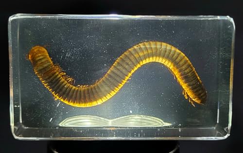 Image of 2.9 inch Real Millipede in Crystal Clear Lucite Resin Specimen Preserved Animal Insect Bug Taxidermy Crafts Collection for Biology Science Education & Desk Ornament Display Supplies Paperweight