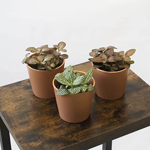 Pack 3 Fitonias Naturales - para Interior o Exterior - Planta Natural Flores Tropicales - Decoración Hogar o Regalo - Maceta Ø 9 cm - San Valentín - Mujer Regalo día De la Madre