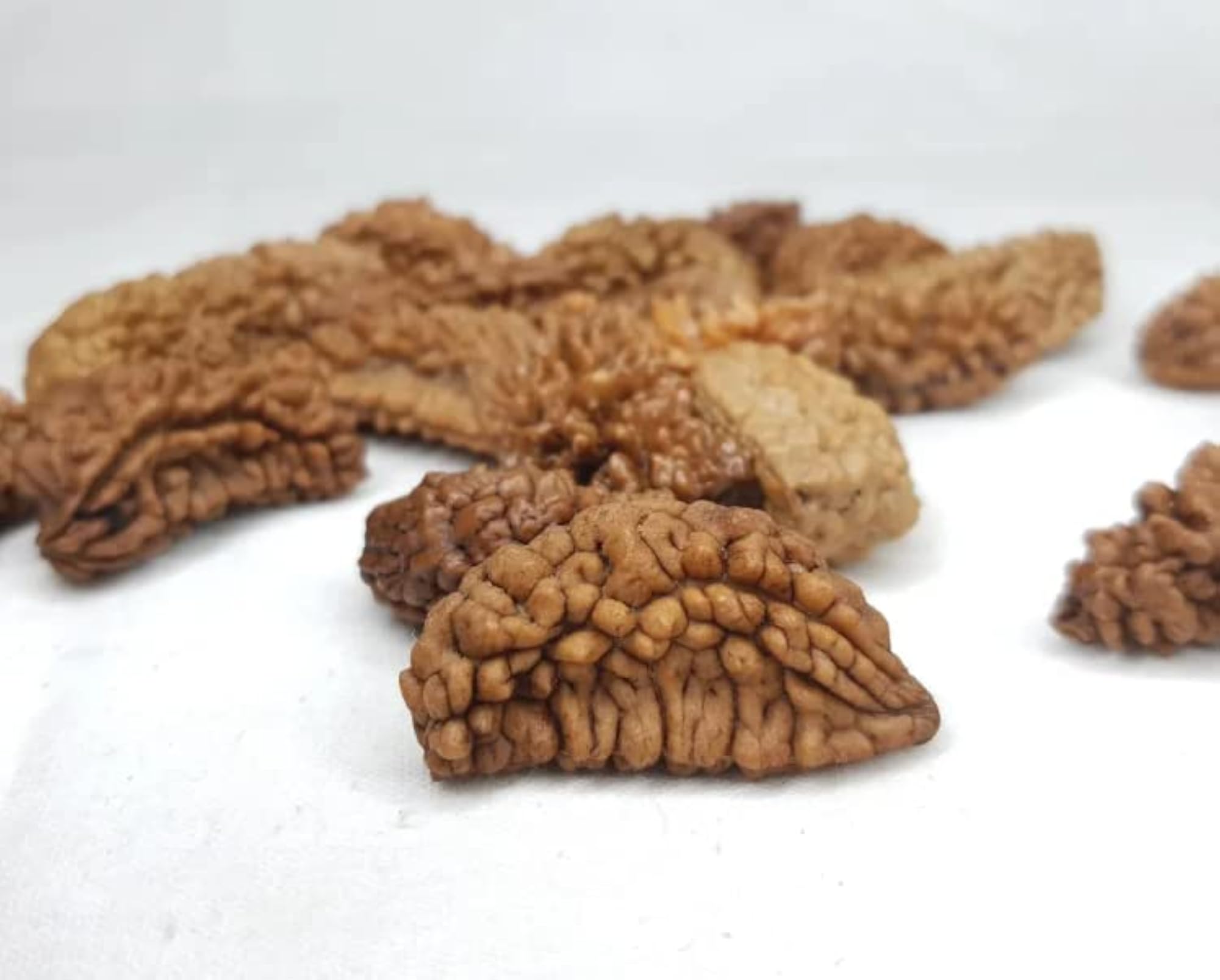 One Face Half Moon Shape Rudraksha, Certified