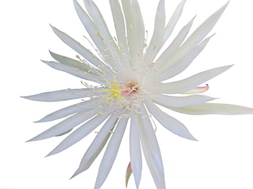 Epiphyllum Orchid 8"-10" Fresh Cutting Plant Queen of The Night Cactus RIC Rac (Queen of The Night)