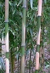 Dedication 6 plÃ¡ÂºÂ¡nts PlÃ¡ÂºÂ¹Ã¡Â»ÂoblÃ¡ÂºÂ¡stus SÃ¡Â»ÂmonÃ¡Â»ÂÃ¡Â»Â Rare