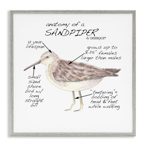 Sandpiper Beach Bird Facts Chart, 17 x 17 Inch Framed Giclée Print