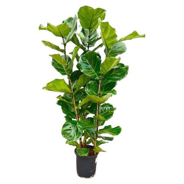 fagus syl dawyck Fagus Sylvatica Dawycks Purple 'Purple Columnar Beech' 10-12cm Girth,  Height 3.5-4m 45lt Pot