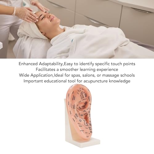 Modèle de point d'acupuncture de l'oreille haute précision avec stand stable