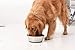 PEGGY11 Deep Stainless Steel Anti-Slip Dog Bowls - 2-Pack, 8 Cups