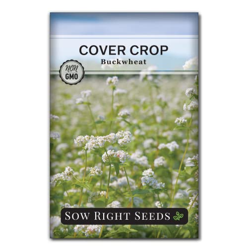 Sow Right Seeds - Annual Buckwheat Seed for Planting - Cover Crops to Plant in Your Home Vegetable Garden - Enriches Soil - Suppresses Weeds - Helps Erosion - Non-GMO Heirloom Seeds - Great Gift (1)