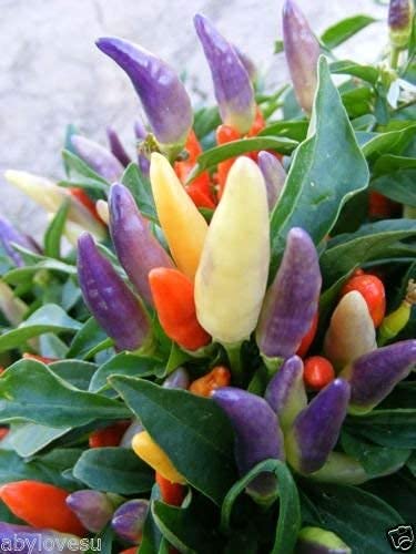 Golden Hills Farm hybrid Ornamental Chilli Fresh Seeds, Fast Growing Variety 40+ seeds (B094H72MT2) Amazon Price History, Amazon Price Tracker