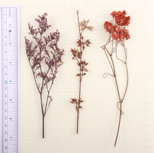Flores secas 135 gramos para manualidades variadas miniatura 4
