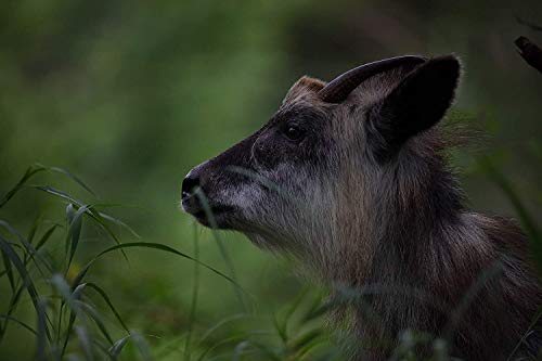 Ficha técnica Sigma F4.5-6.3 DG OS HSM Sport Teleobjetivo Zoom 60-600 mm para Canon Color Negro - Fernando Cortés Ficha técnica Sigma F4.5-6.3 DG OS HSM Sport Teleobjetivo Zoom 60-600 mm para Canon Color Negro - Fernando Cortés
