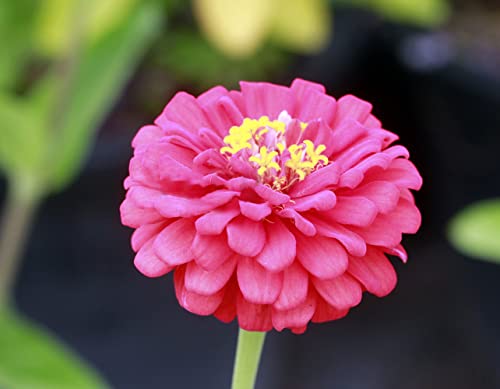 500+ Mix Colors Zinnia Seeds For Planting Outdoors, Heirloom Non-Gmo 90% Germination, Open Pollinated, Wonderful Gardening Gifts #TOP1