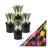 Live Flowering Tulip (4 Per Pack) - Assorted Colors, Beautiful Spring Bulbs, Ships Dormant in 1 Pint Pot, Blooms in 2-3 Weeks