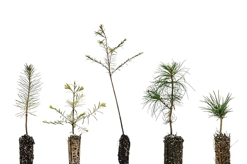 Bonsai Tree Bundle | Collection of 5 Live Tree Seedlings | The Jonsteen Company